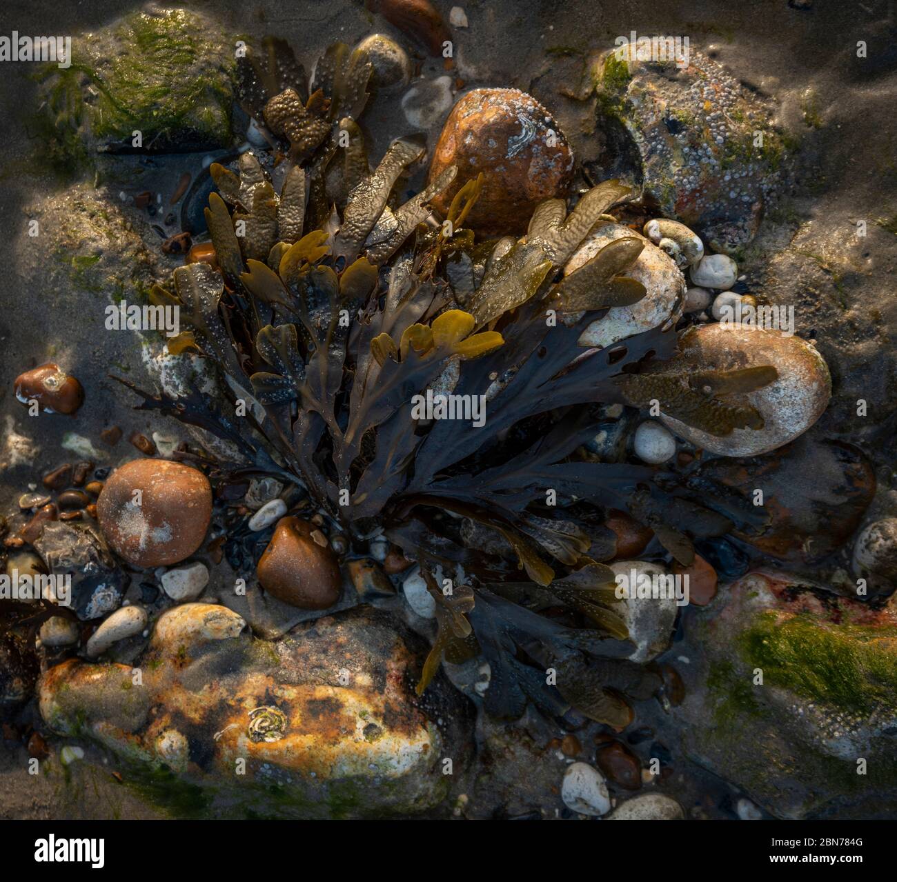 Alghe (Chondus crispus) a bassa marea su Worthing Beach, West Sussex, Regno Unito Foto Stock