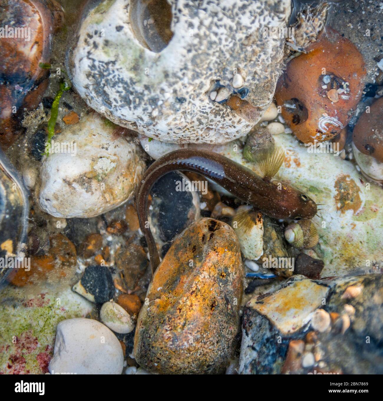 Five Bearded Rockling in una piscina di roccia a Worthing Beach, West Sussex, Regno Unito Foto Stock