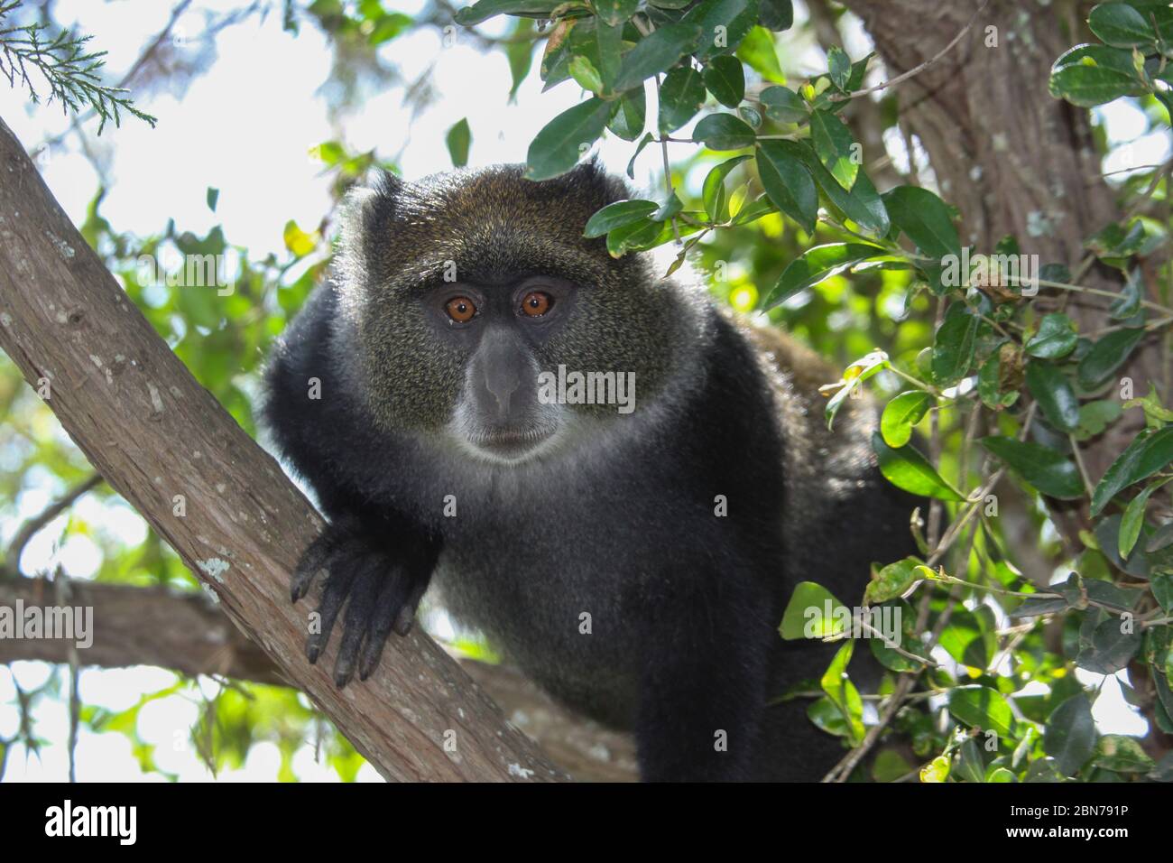 La scimmia di Sykes (Cercopithecus albogularis), nota anche come scimmia a gola bianca o scimmia Samango, in un albero. Questa scimmia vive in truppe, rimandina Foto Stock