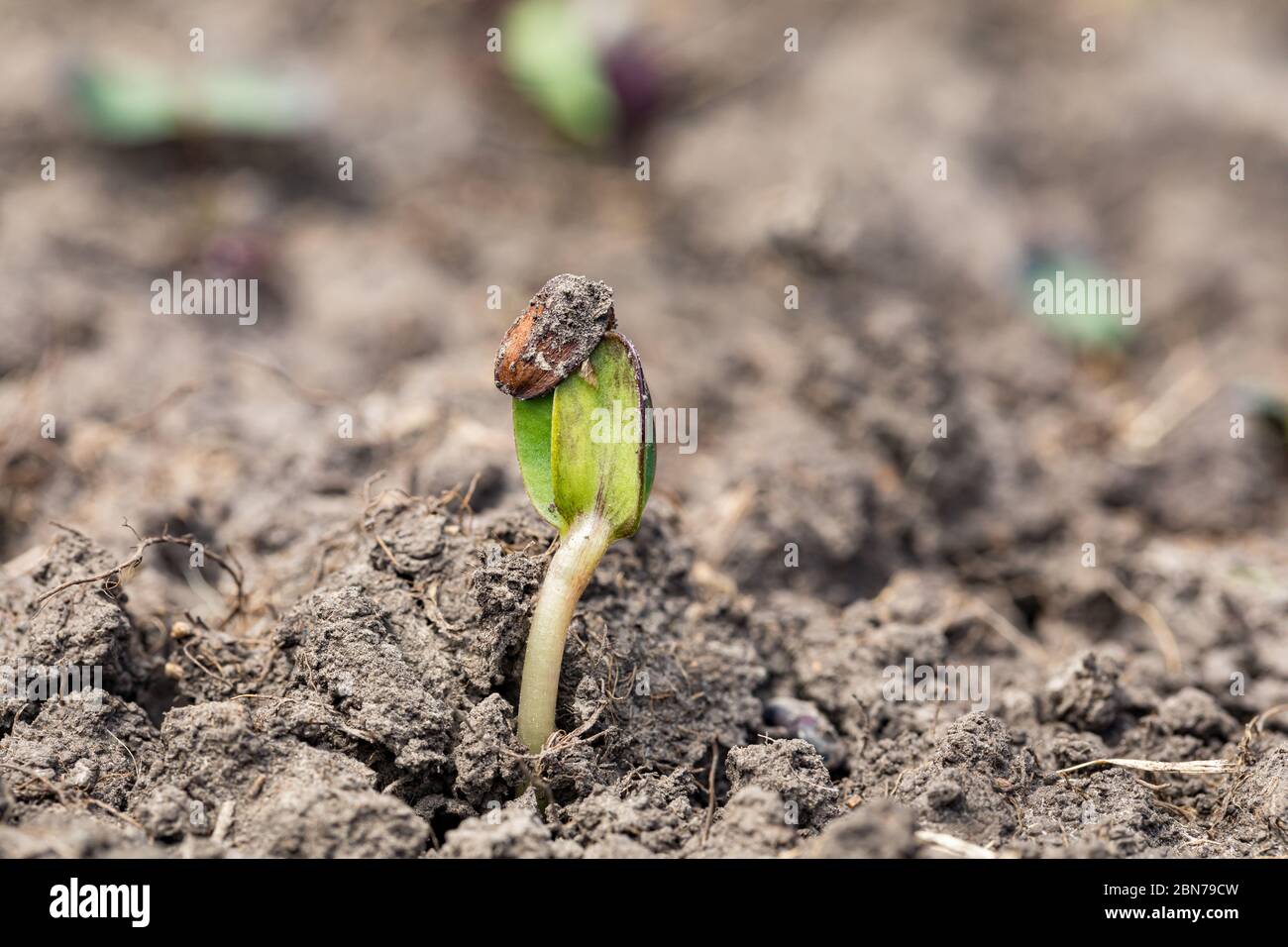 Giovane girasole pianta piantare che cresce fuori dal suolo in giardino di fiori selvatici. Concetto di giardinaggio, nuovo inizio e vita Foto Stock