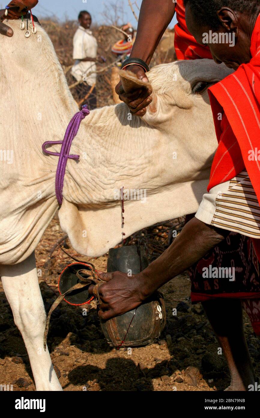Gli uomini di Samburu Maasai sanguinano una mucca per produrre il latte che bevono. Samburu Maasai un gruppo etnico di persone semi-nomadi fotografato a Samburu, Ke Foto Stock