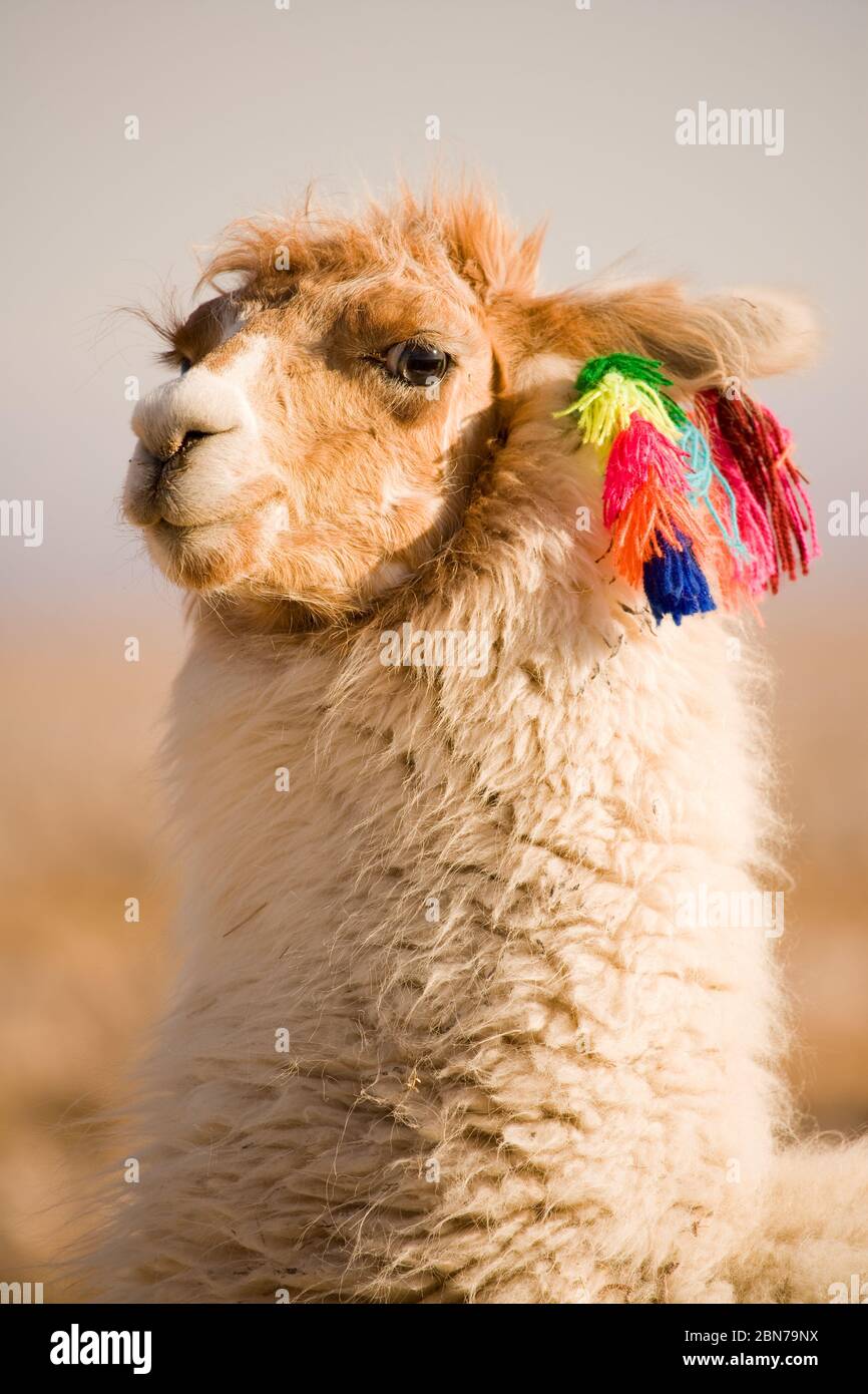 Alpaca in un oasi nel deserto di Atacama, Tambillo, los Flamencos riserva nazionale, il deserto di Atacama, Cile, Sud America Foto Stock