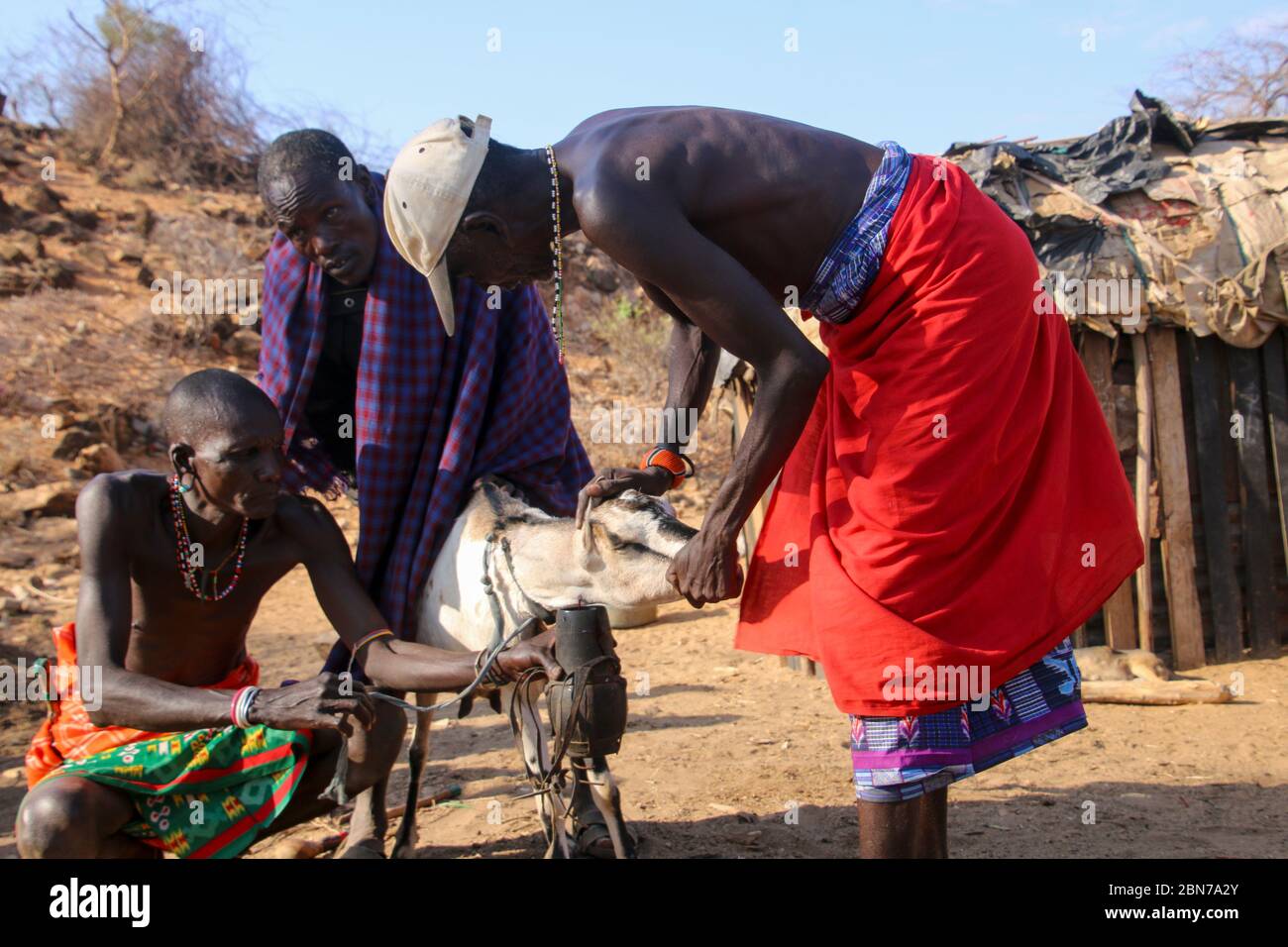 Gli uomini di Samburu Maasai sanguinano una mucca per produrre il latte che bevono. Samburu Maasai un gruppo etnico di persone semi-nomadi fotografato a Samburu, Ke Foto Stock