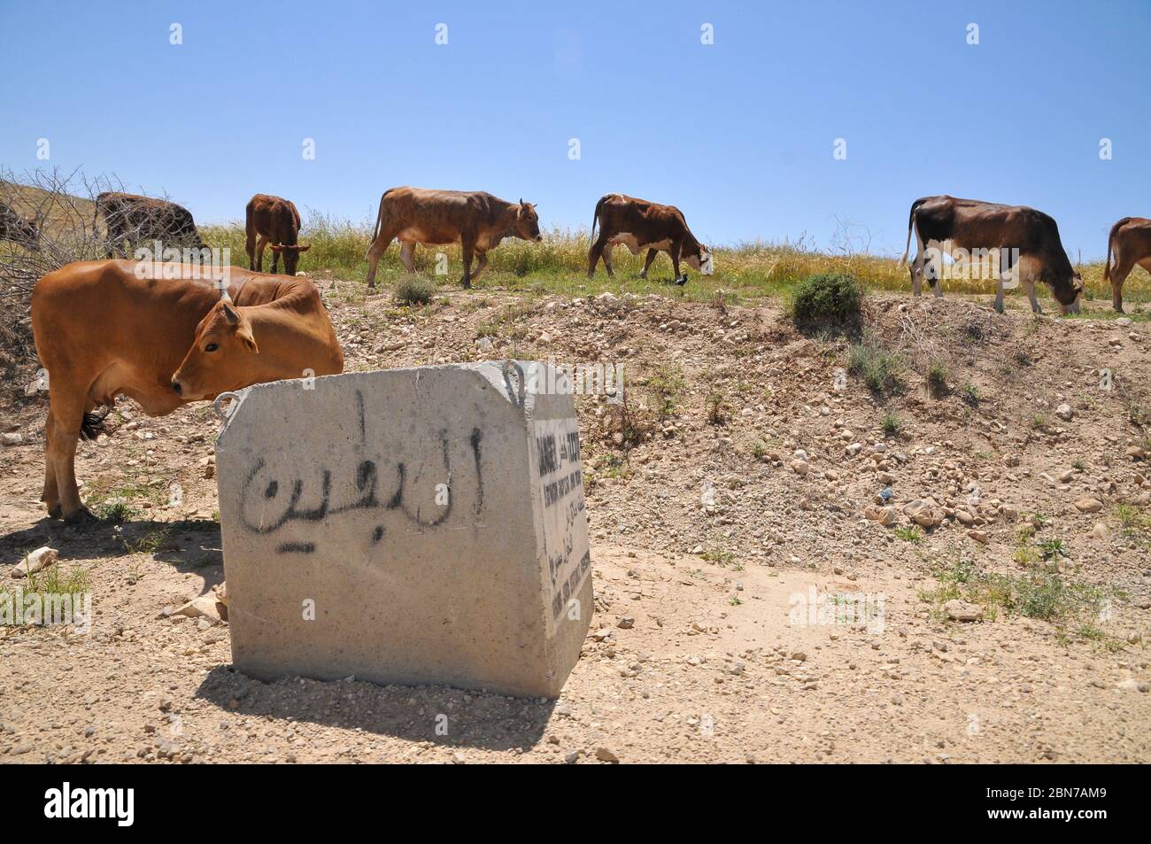 Bestiame pascolo libero pascolo un campo dopo raccolto. Fotografato nel deserto del Negev settentrionale, Israele Foto Stock