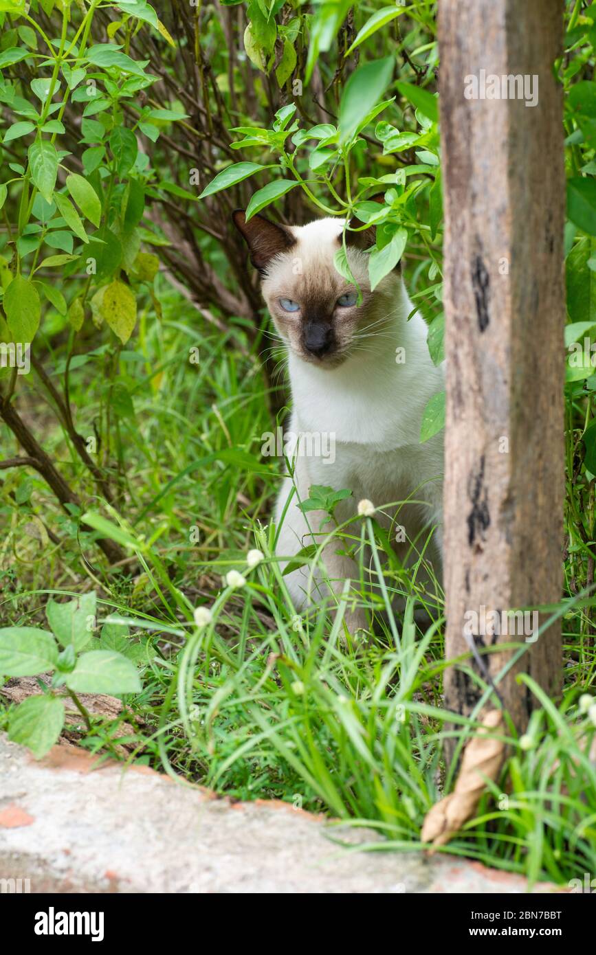 Un gatto siamese seduto accanto ad un palo di recinzione Foto Stock