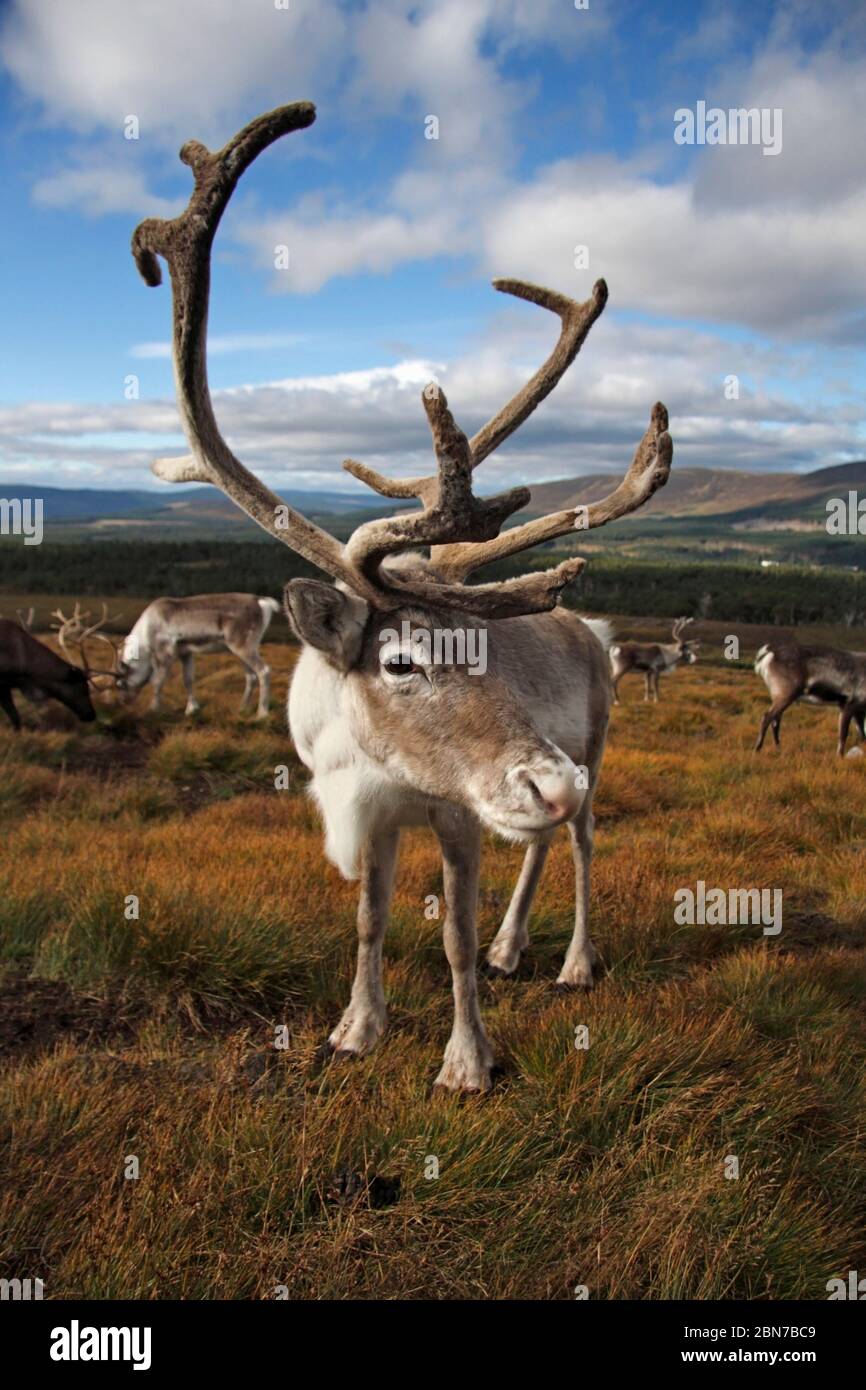 RENNA (Rangifer tarandus) toro, primo piano di viso e antlers, Scozia, Regno Unito. Foto Stock