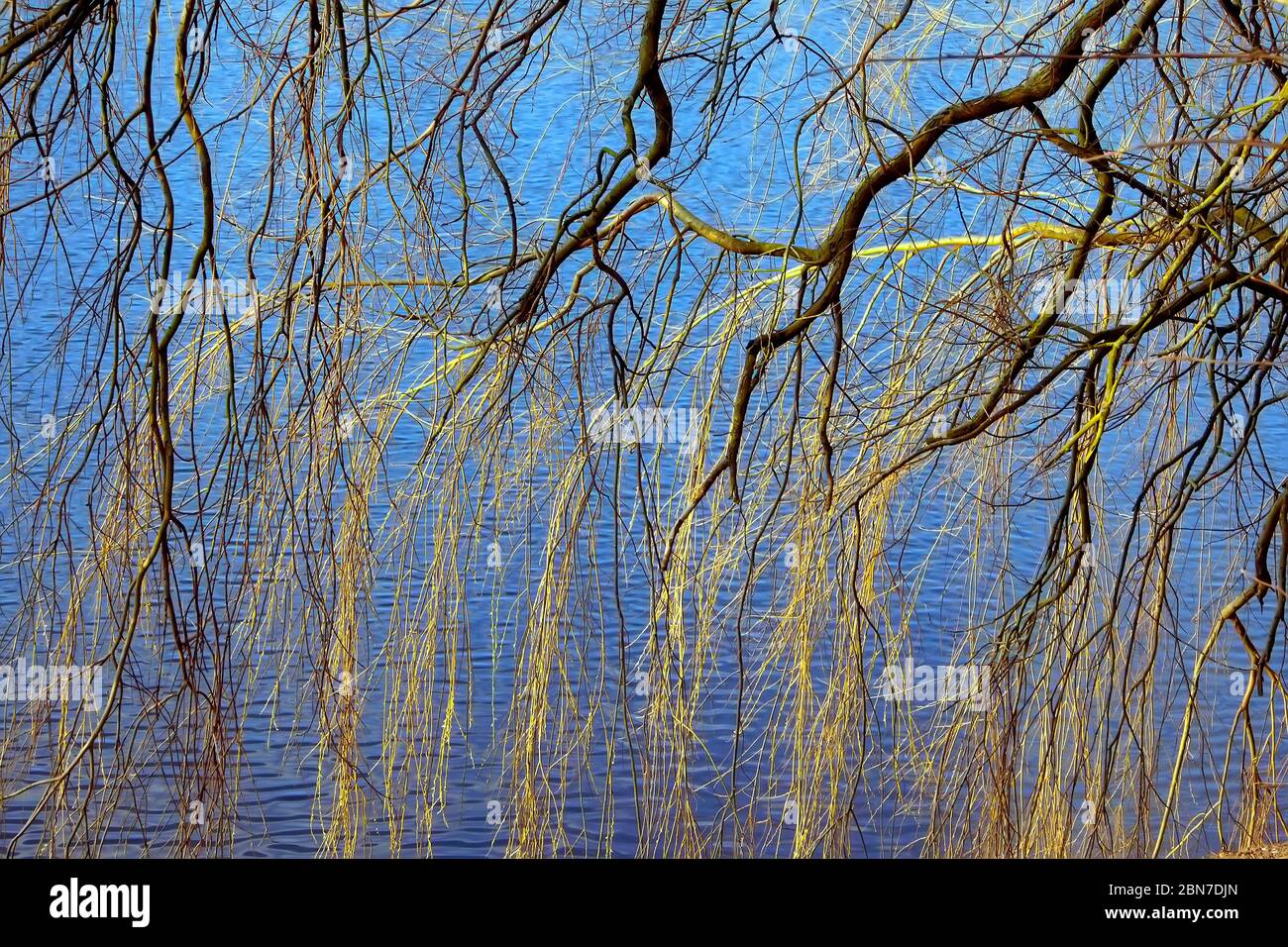 Ramagli di primavera con acqua sullo sfondo. Sfondo naturale con colori luminosi. Foto Stock