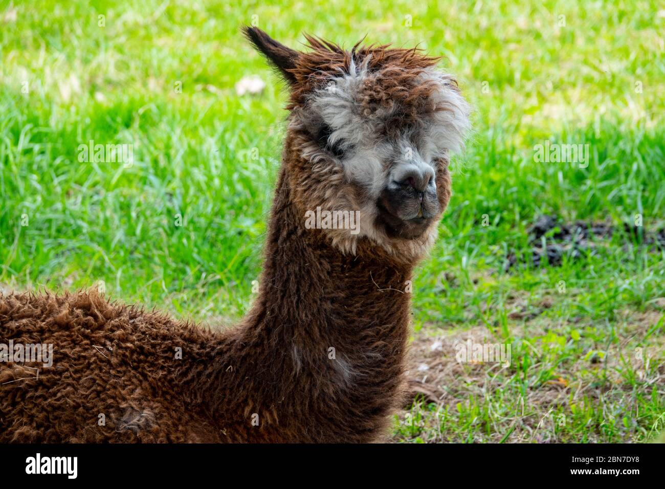 Animali lama seduto in una fattoria nel Maryland USA Foto Stock