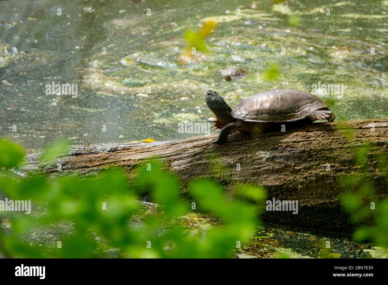 USA Maryland Poolesville McKee Beshers Wildlife Management Area tartarughe su un ceppo coperto di anatra Foto Stock