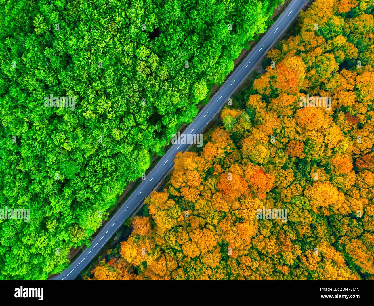 Vista aerea di foresta fitta con strada che si divide in due stagioni. Contrasto autunno ed estate Foto Stock