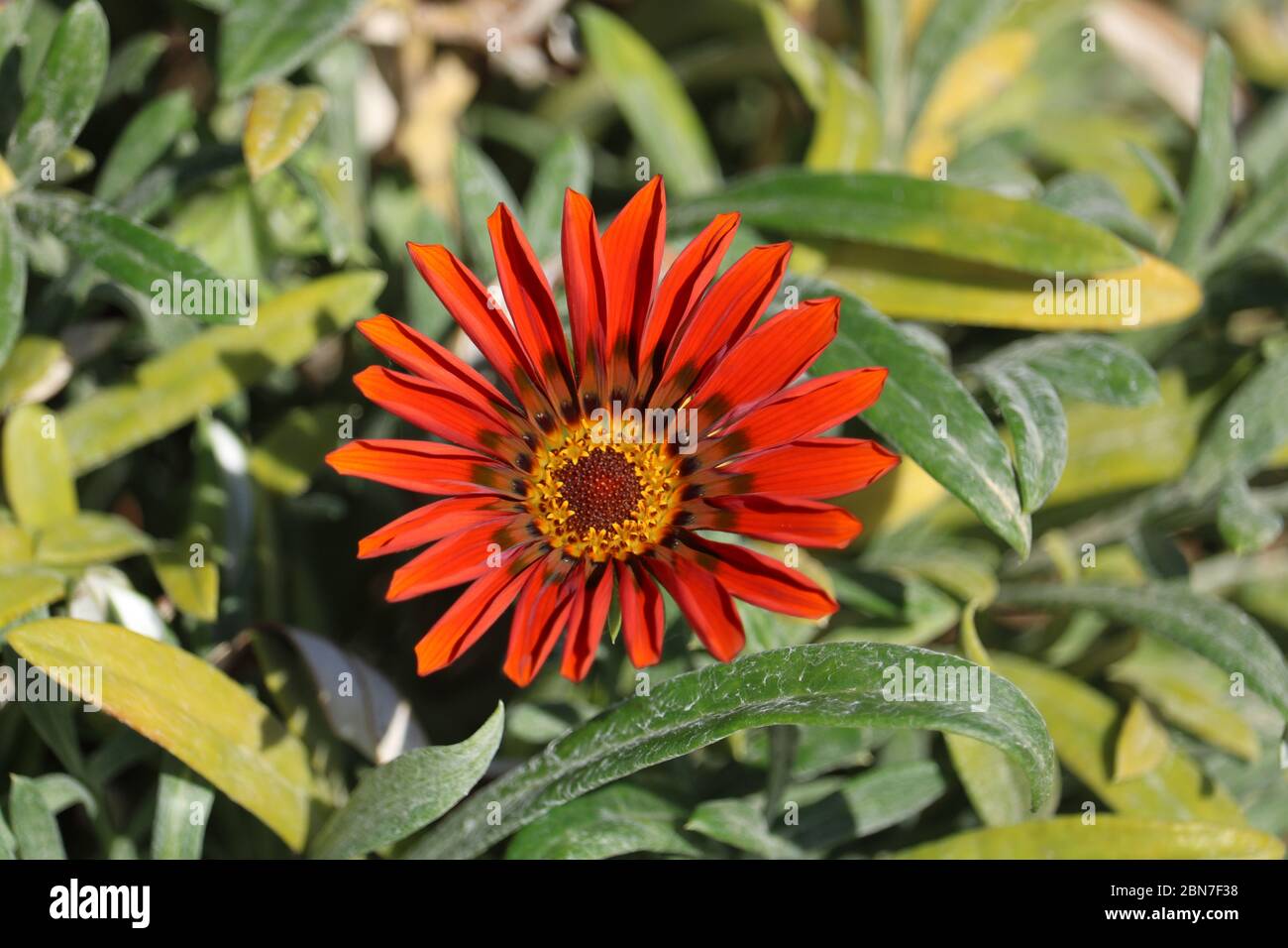 Fiore rosso in fiore Foto Stock