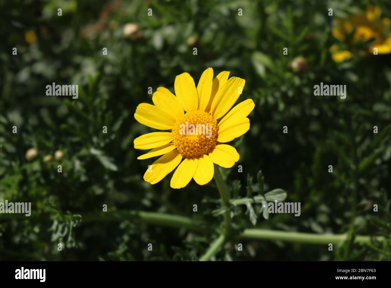 Fiore giallo in fiore Foto Stock