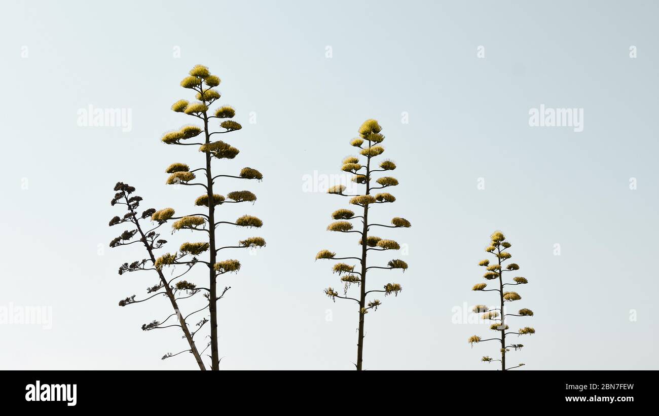 Alberi sull'isola di Naxos, Grecia Foto Stock