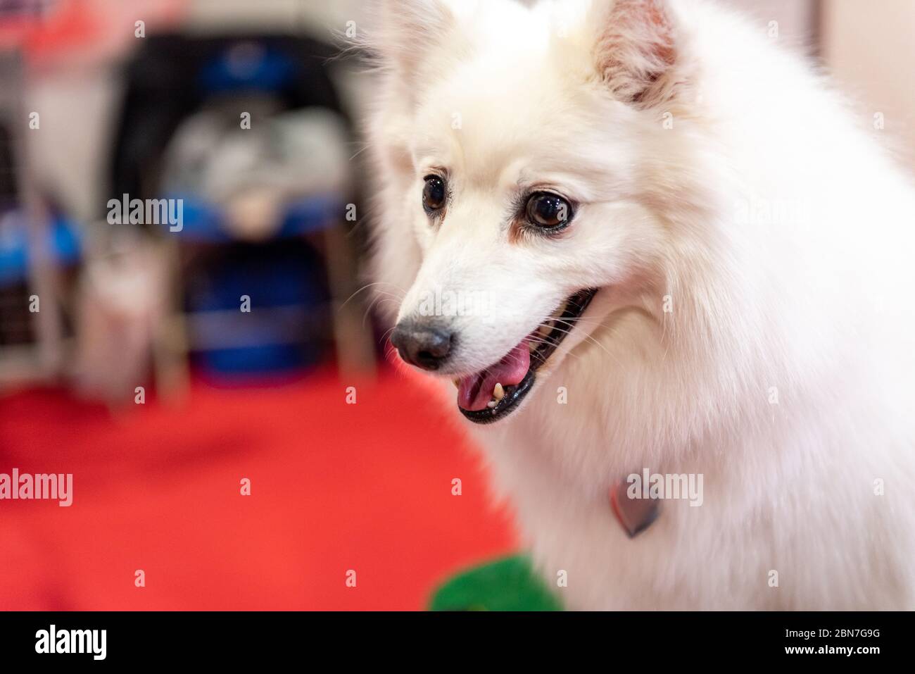 Cani giapponesi Spitz a Crufts 2020 Foto Stock