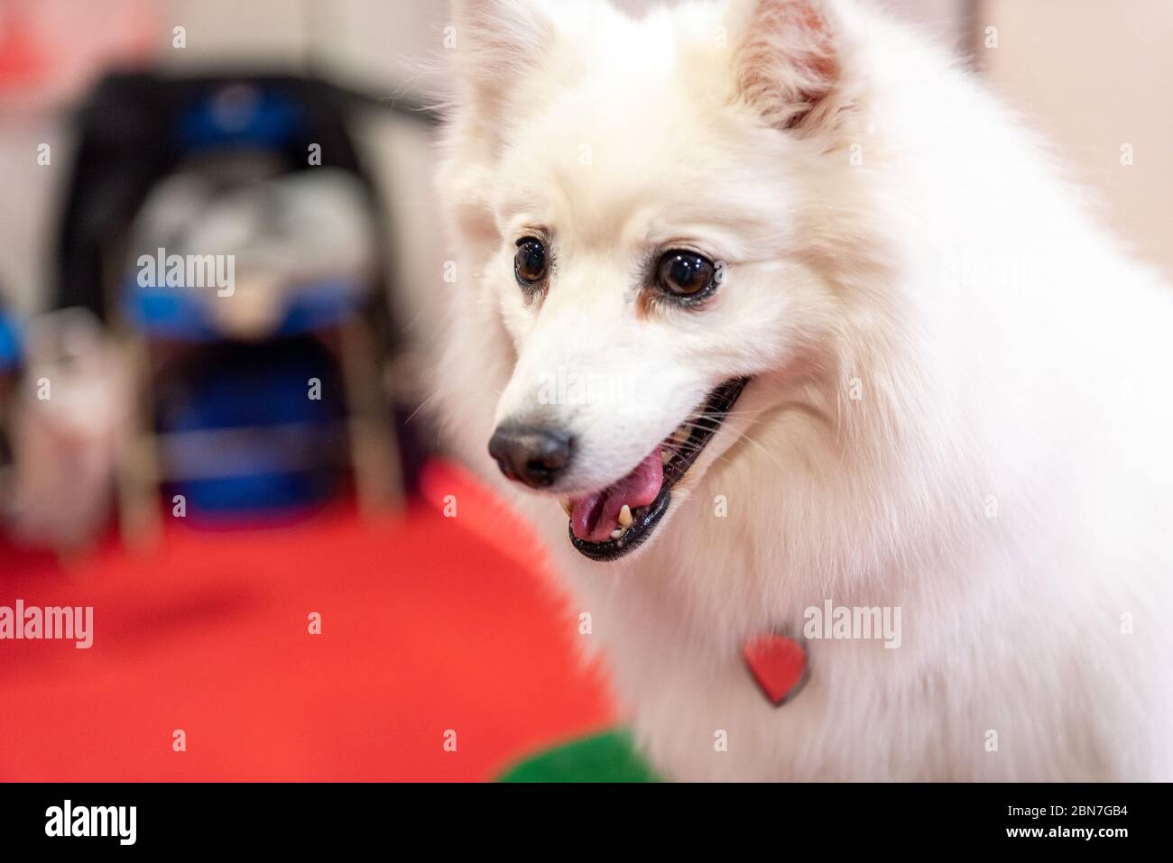 Cani giapponesi Spitz a Crufts 2020 Foto Stock