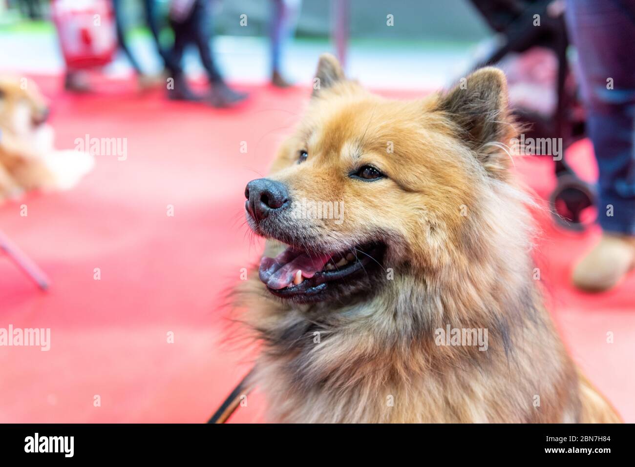 Gun Dog Day a Crufts dal NEC Birmingham Foto Stock