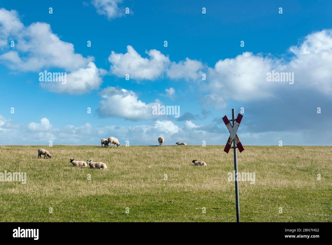 Pecore sulla diga di Luettmoorsiel, Reussenkoege, Schleswig-Holstein, Germania, Europa Foto Stock