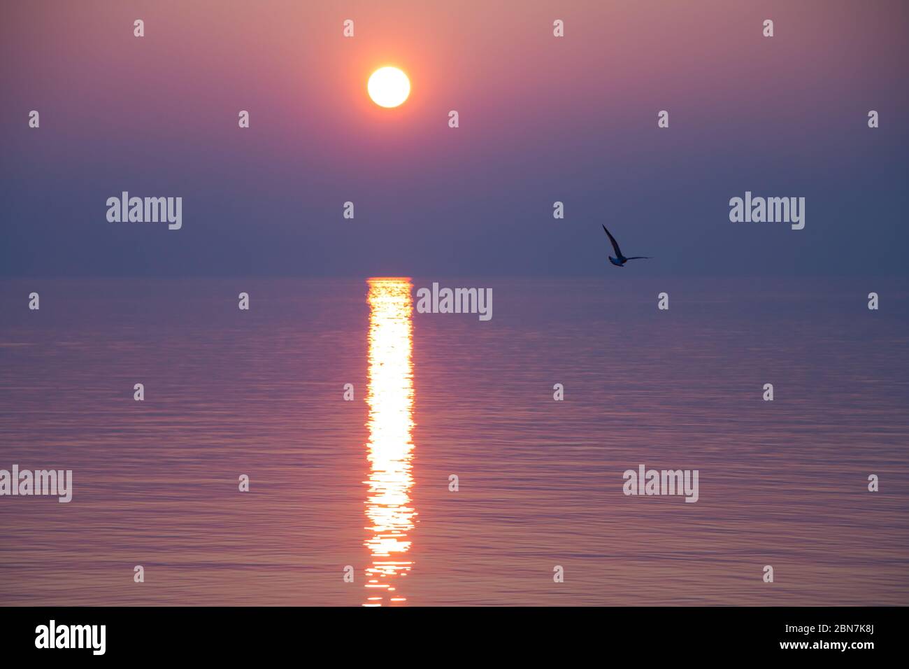 Gabbiani che volano sul lago scintillante al tramonto Foto Stock