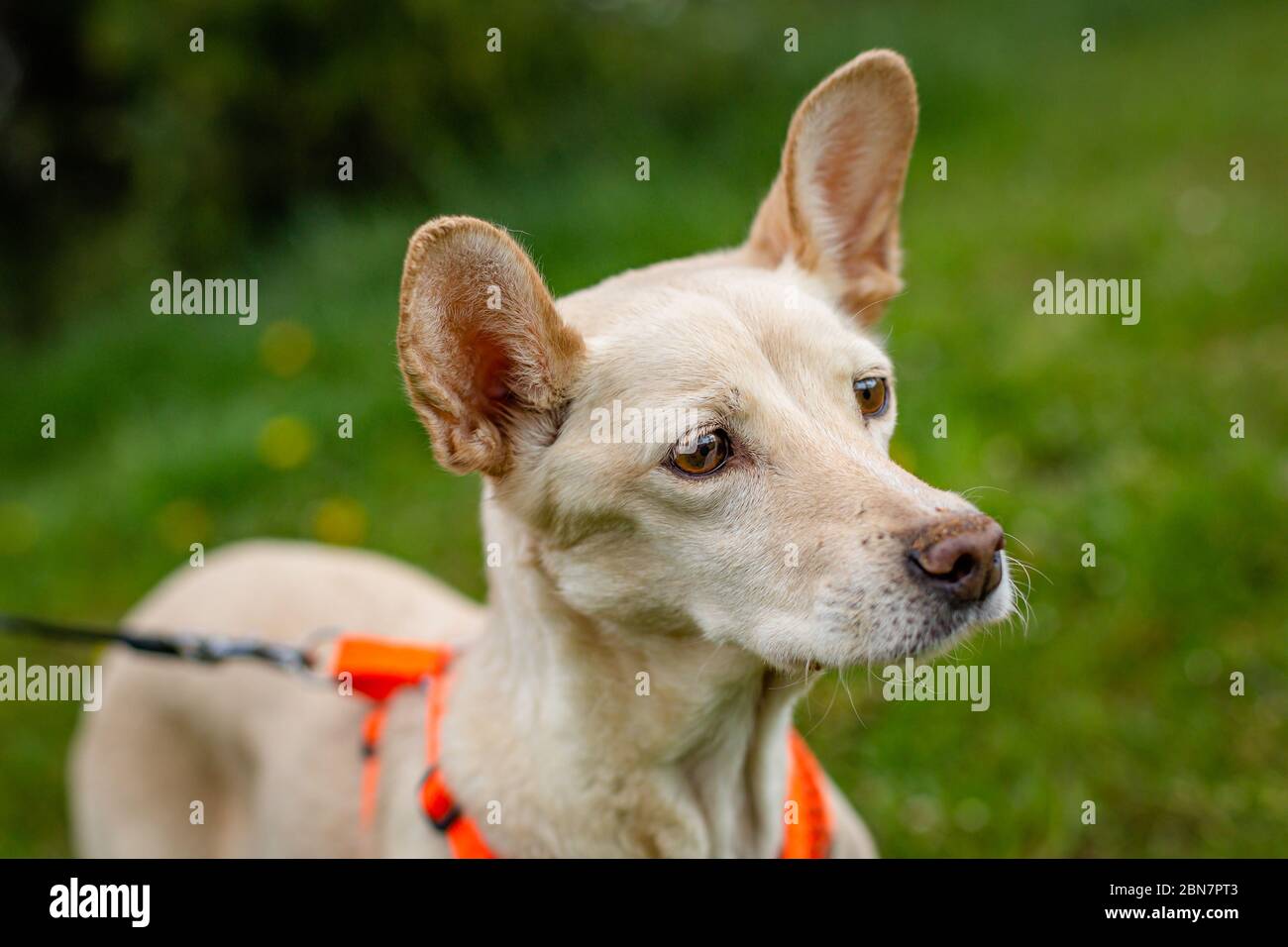 Primo piano ritratto di triste cane mongrel giallo guardando con grandi orecchie in piedi su erba verde in un parco che è su guinzaglio arancione. Sfondo sfocato. Foto Stock