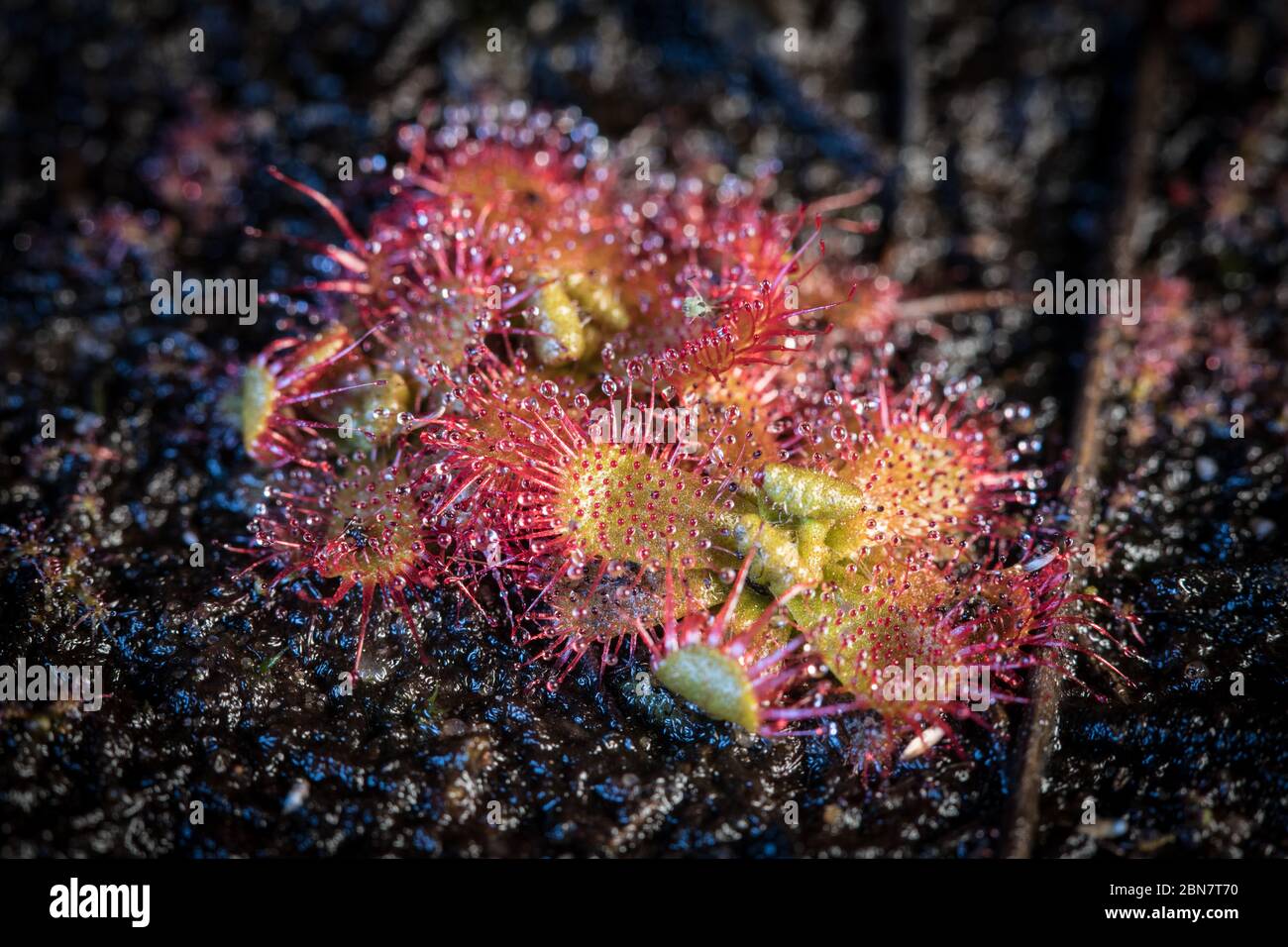 L'habitat nell'area di conservazione dell'ippodromo di Kenilworth è la casa di questa pianta carnivora, piccola rugiada, Droseraceae trinervia, che intrappola gli insetti Foto Stock