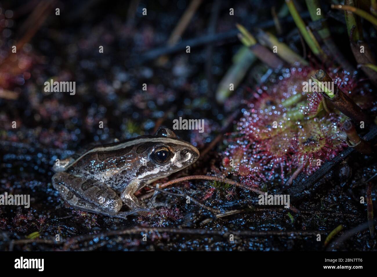 L'habitat all'interno dell'area di conservazione dell'ippodromo di Kenilworth, Città del Capo, ospita molte specie, tra cui la rana di fiume di scatto, Strongylopus grayii. Foto Stock