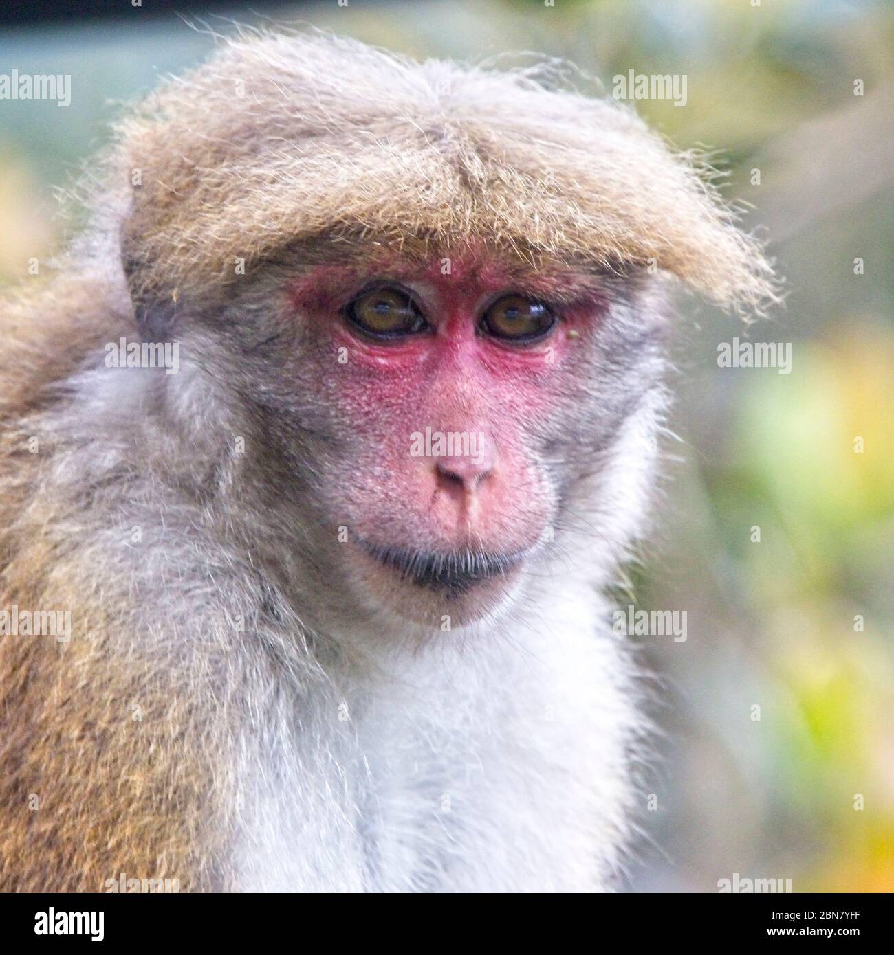 Toque Macaque (Macaca sinica) una femmina, Sri Lanka. Foto Stock