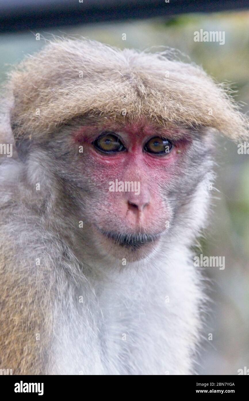 Toque Macaque (Macaca sinica) una femmina, Sri Lanka. Foto Stock