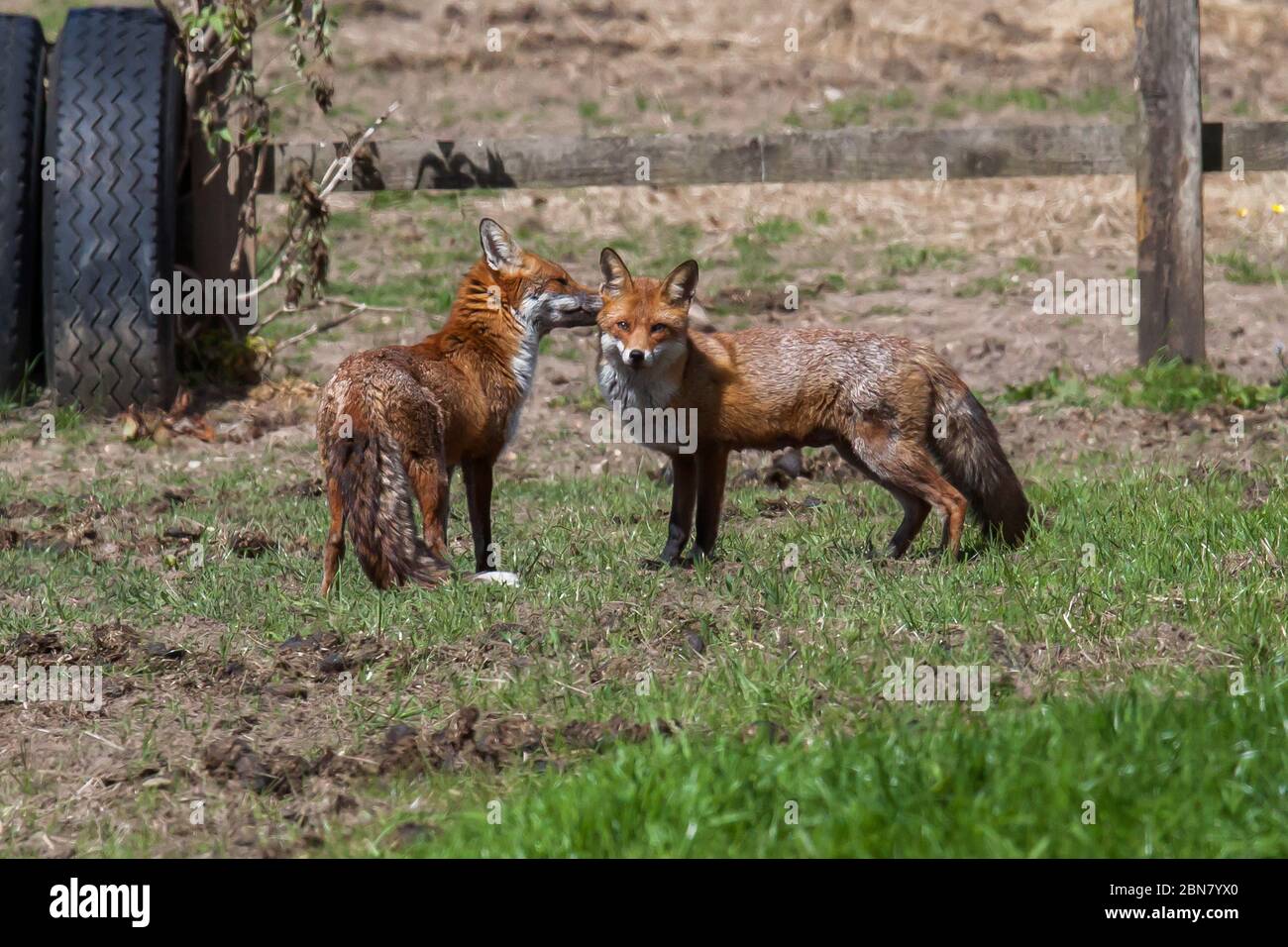 Red Fox (Vulpes Vulpes) Foto Stock