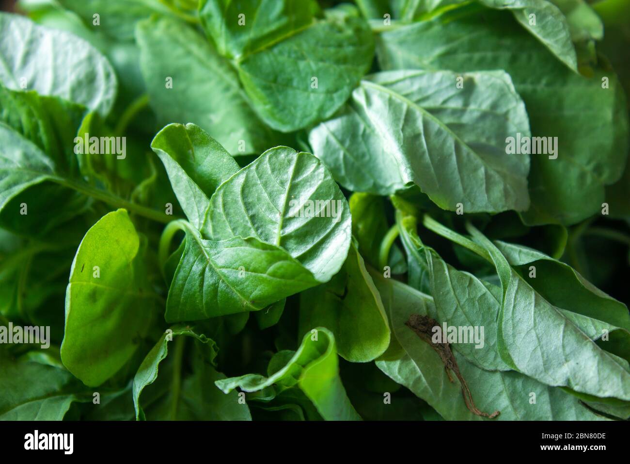 Foglie verdi di spinaci cinesi (conosciuto anche come Amaranthus dubius). Conosciuto Arai keerai in lingua tamil. Foto Stock
