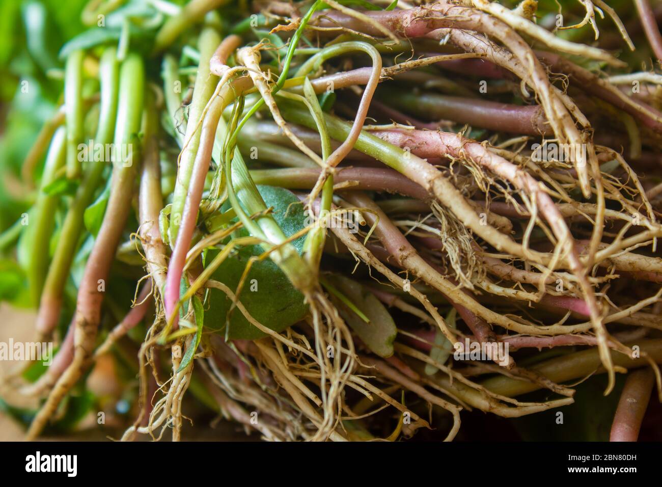 Radici di foglie verdi di spinaci cinesi (conosciuto anche come Amaranthus dubius). Conosciuto Arai keerai in lingua tamil. Foto Stock