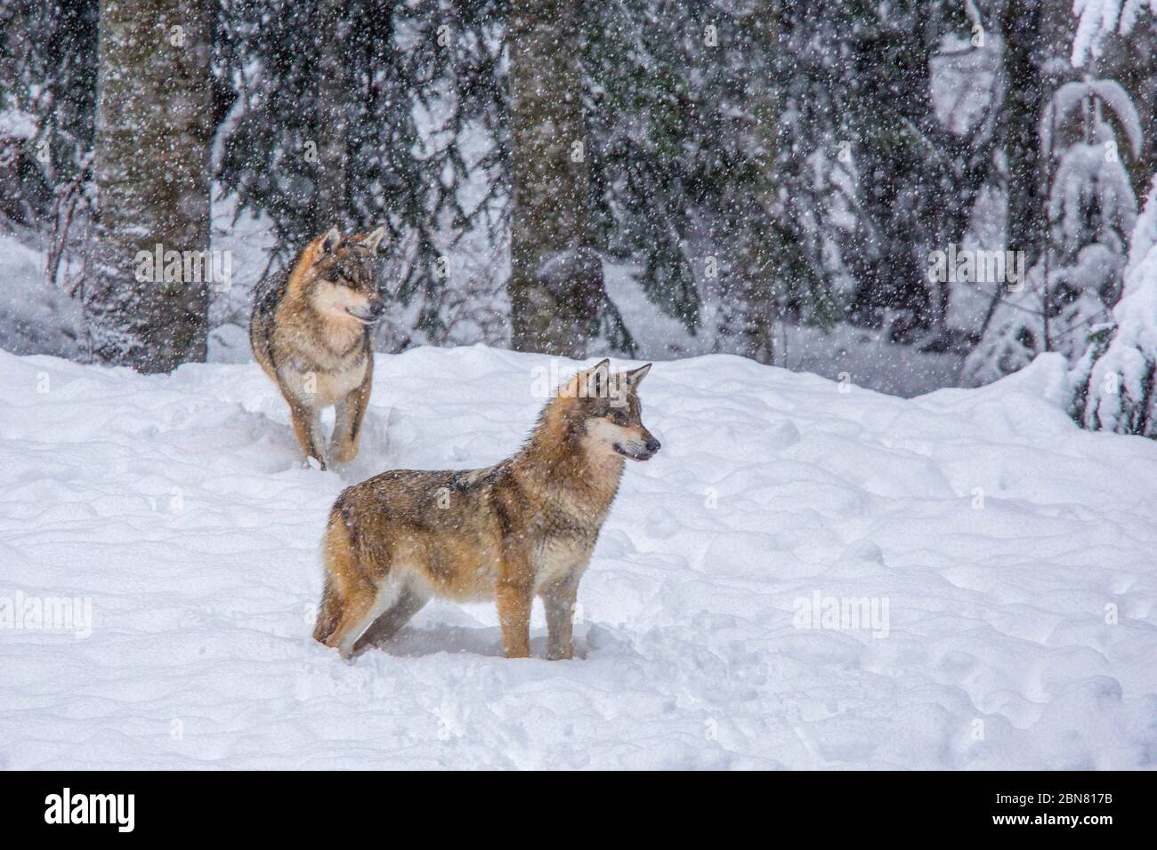Lupo europeo - Canis Lupus - sulla neve Foto Stock