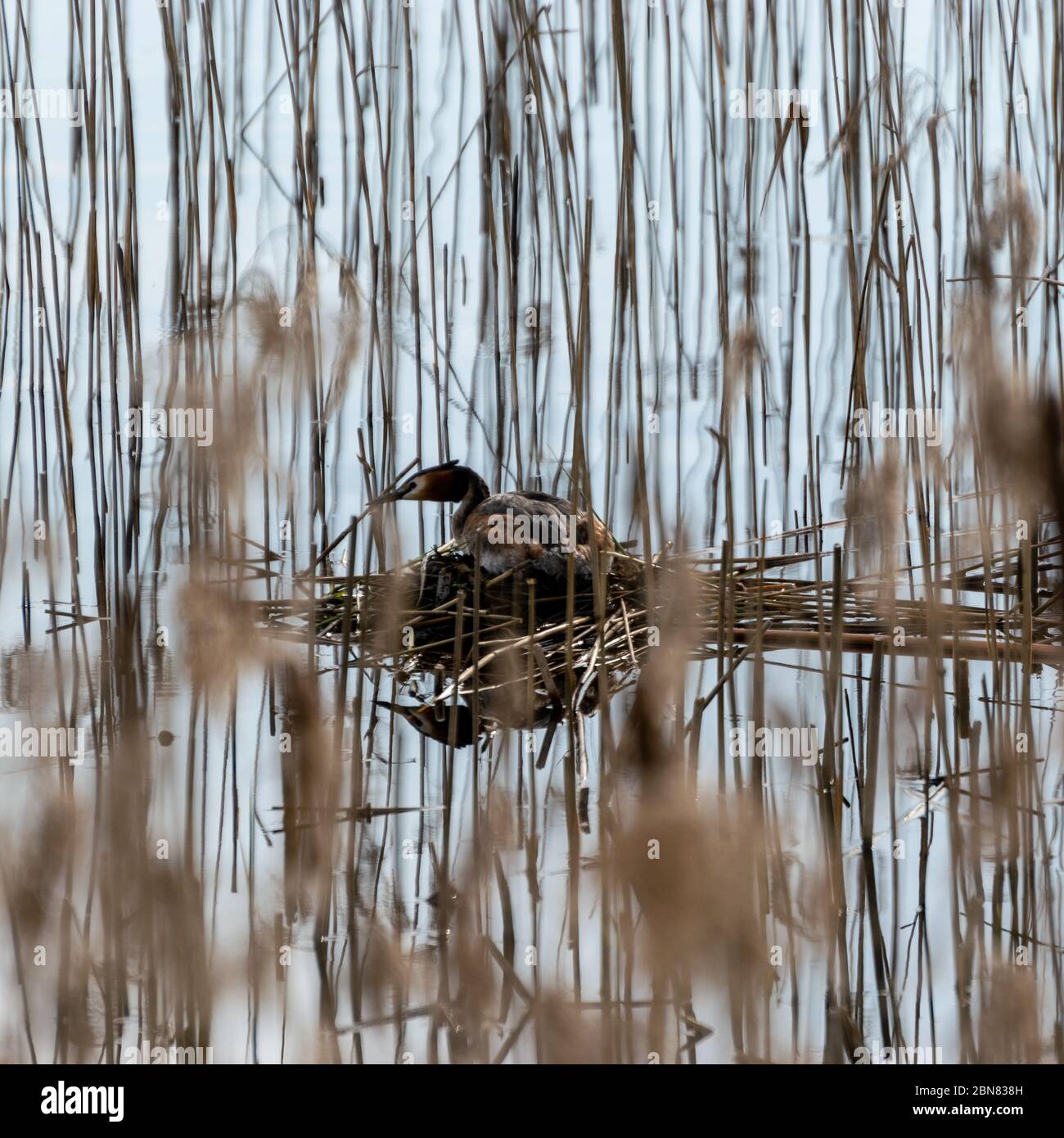 Il Gran Grebe crestato (Podiceps cristatus) è un membro della famiglia Podicipedidae, nidi nel lago, canne in primo piano proteggere il nido da Foto Stock