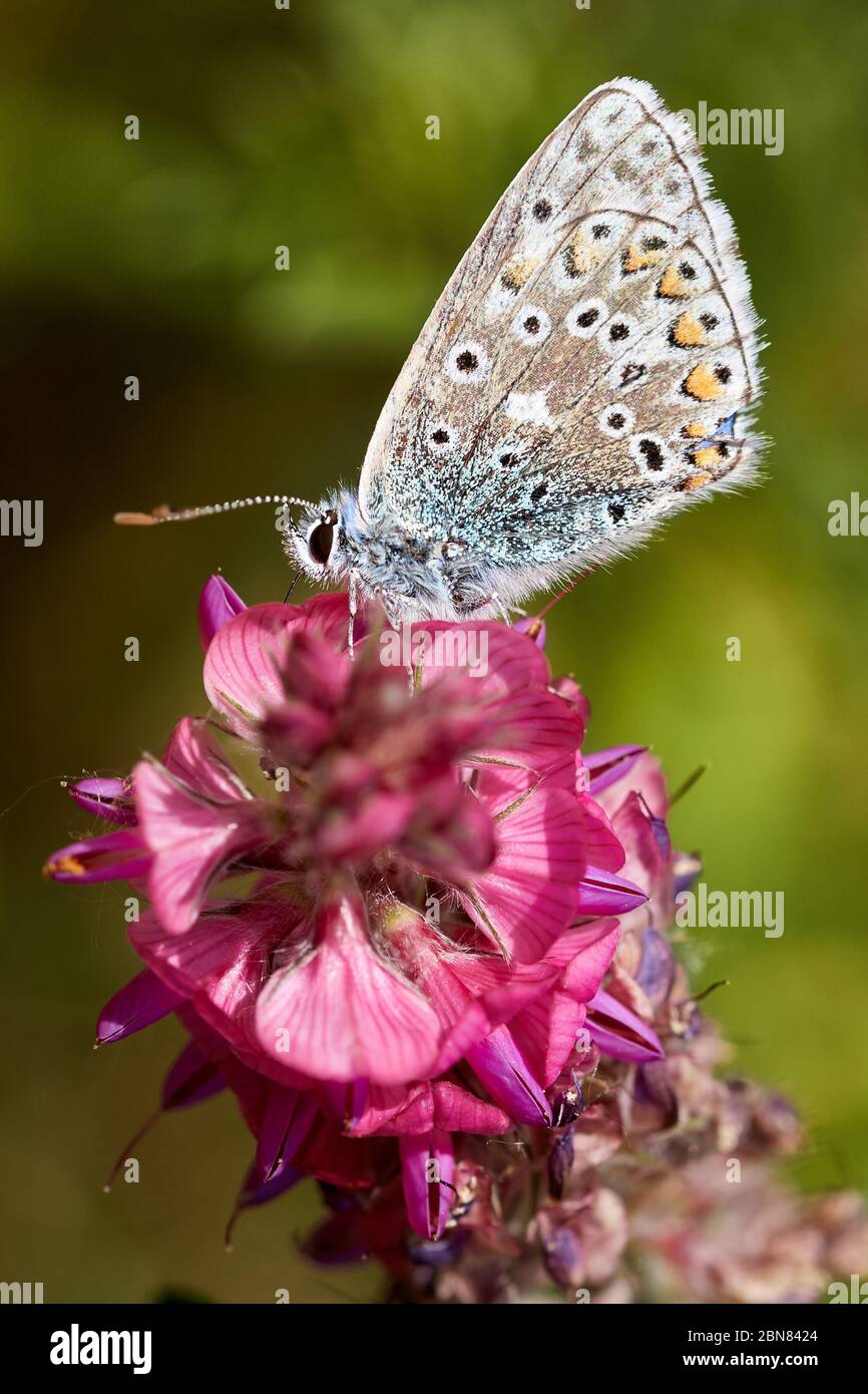 Adonis Blue Butterfly (Polyommatus Lysandra bellargus) si siede su un fiore rosa che mostra le sue ali inferiori Foto Stock