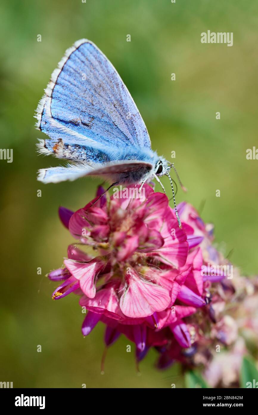 Adonis Blue Butterfly maschile (Lysandra bellargus) siede su un fiore rosa Foto Stock