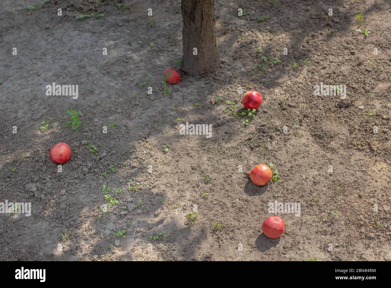 Cinque mele mature giacciono sul terreno sotto l'albero. Mele cadute. Sfondo estivo Foto Stock