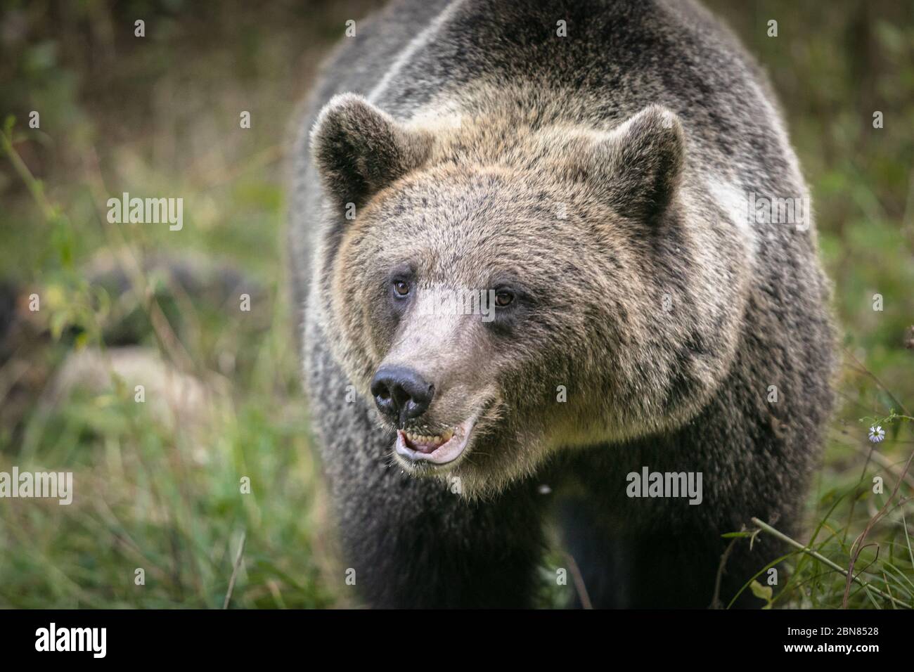 Grande orso bruno primo piano ritratto in habitat naturale verde foresta Foto Stock