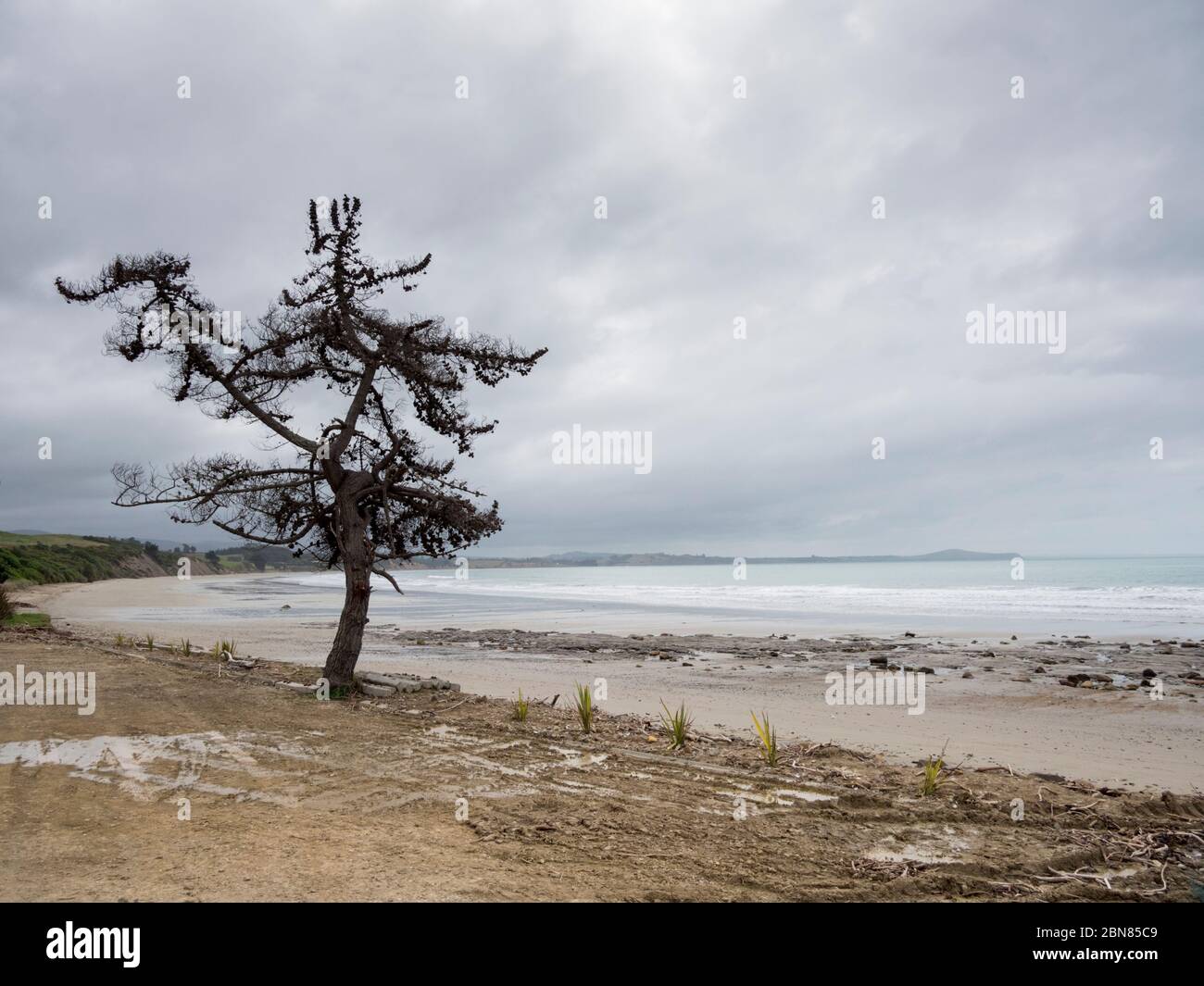 Un albero di pino solone su una spiaggia vicino Moeraki South Island Nuova Zelanda in un giorno grigio coperto. Foto Stock