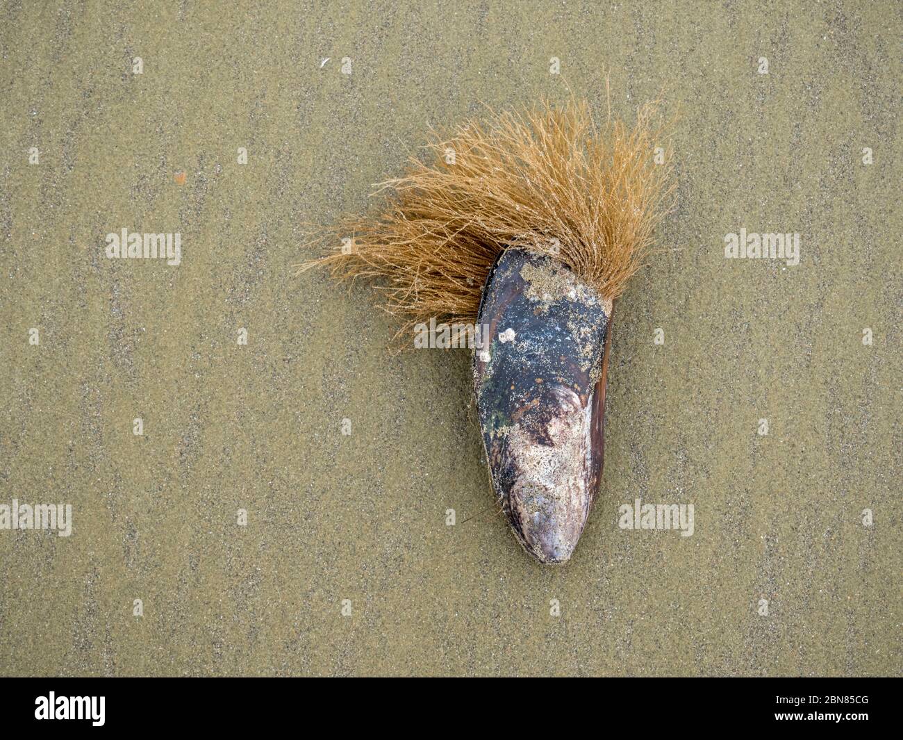 Un guscio mussoloso su una spiaggia di sabbia con una grande barba che cresce. Sembra una testa con capelli. Foto Stock