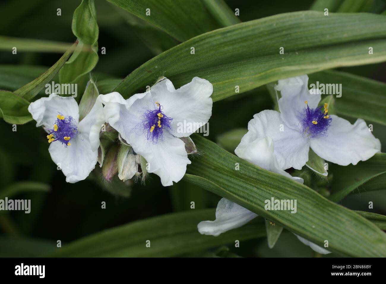 Tradescantia x andersoniana 'Osprey' Foto Stock