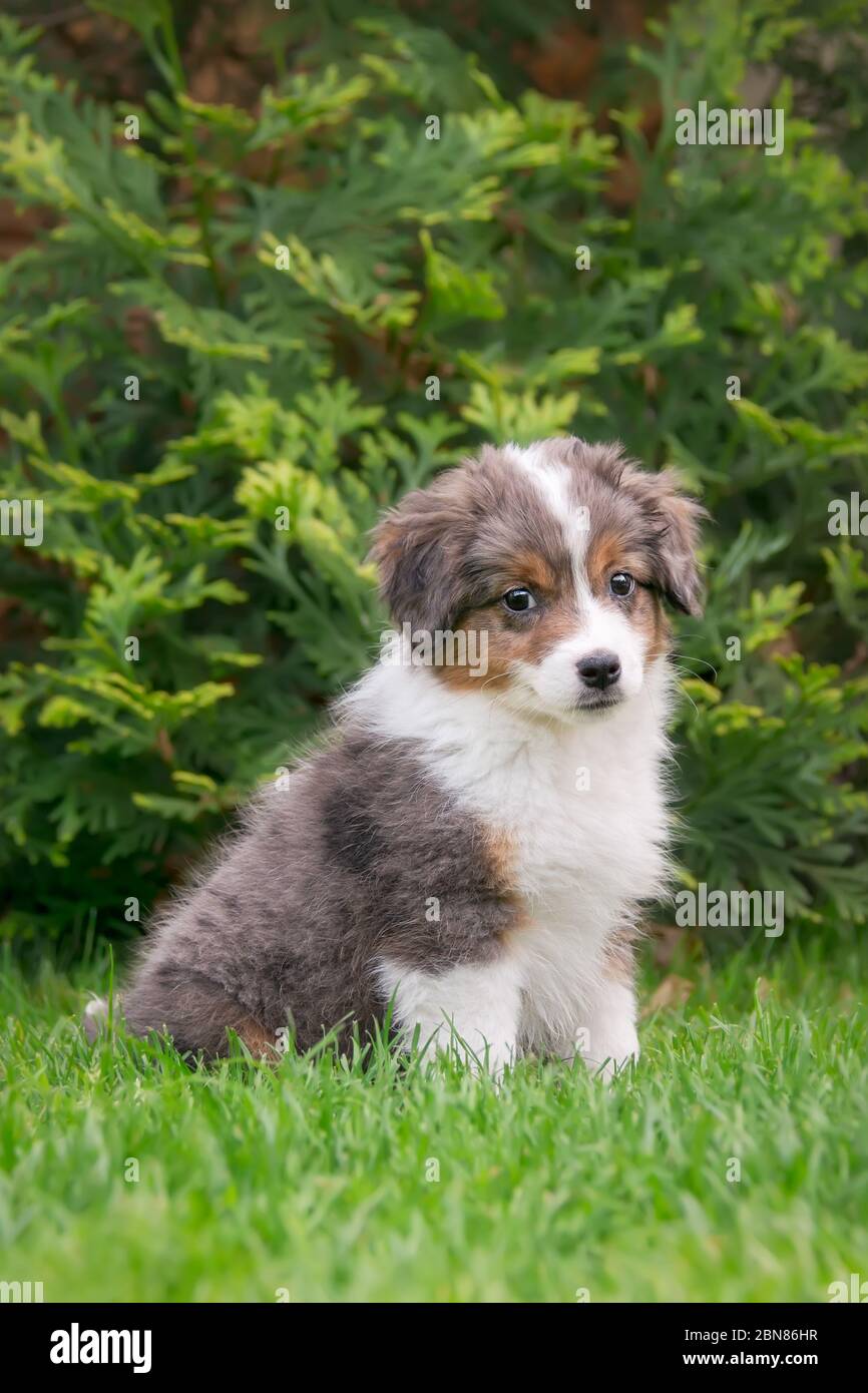 Carino cucciolo di pastore americano miniatura seduto in un prato verde in un giardino, questa razza di cane è anche chiamato Pastore australiano in miniatura Foto Stock