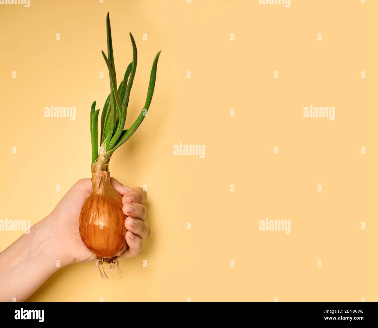 La cipolla verde in crescita tiene la mano di un uomo. Germogli di cipolla verde. Vegetali sani e naturali a casa senza OGM Foto Stock