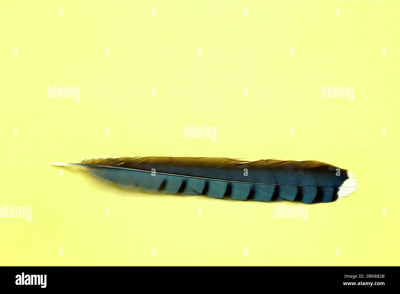 Blue Jay piuma, di James D Coppinger/Dembinsky Foto Assoc Foto Stock