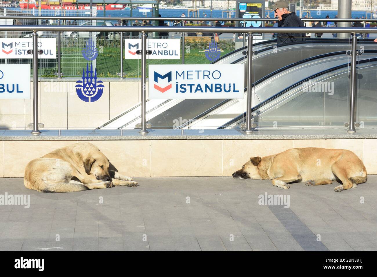 Istanbul, Turchia. Stazione della metropolitana a Üsküdar con il cane da strada che dormiva Foto Stock