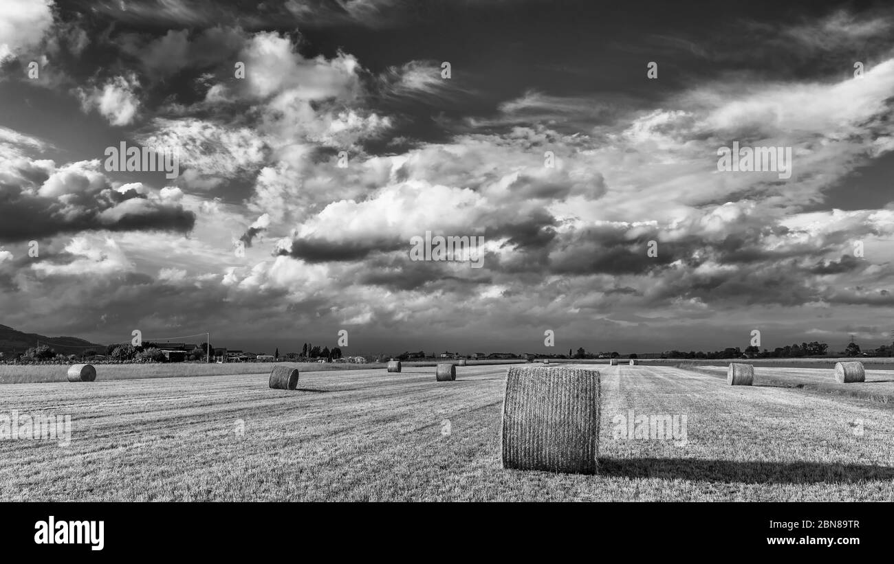 Belle balle di fieno rotonde nella campagna toscana, in Italia, contro un cielo drammatico, in bianco e nero Foto Stock