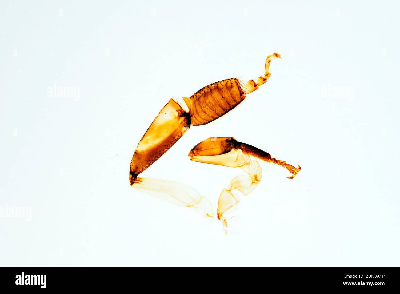 gamba posteriore e anteriore in ape Foto Stock