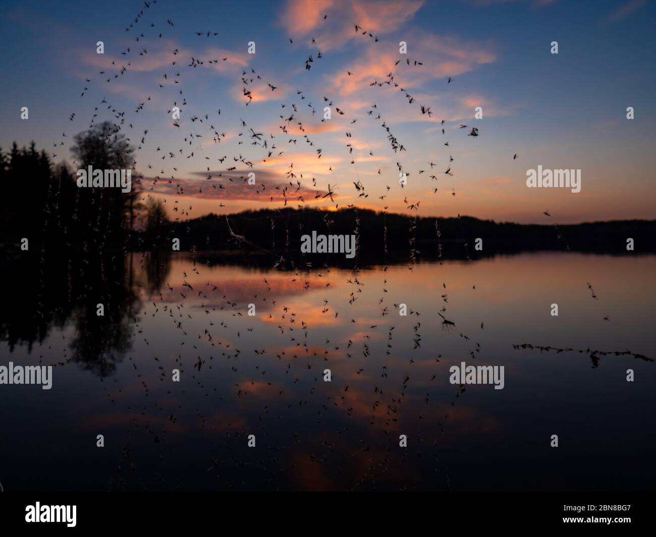 Tramonto incredibile, con splendidi riflessi del cielo nelle acque del lago di Hancza. Vista attraverso il spiderweb pieno di insetti di morte. Parco del paesaggio di Suwalski, Foto Stock