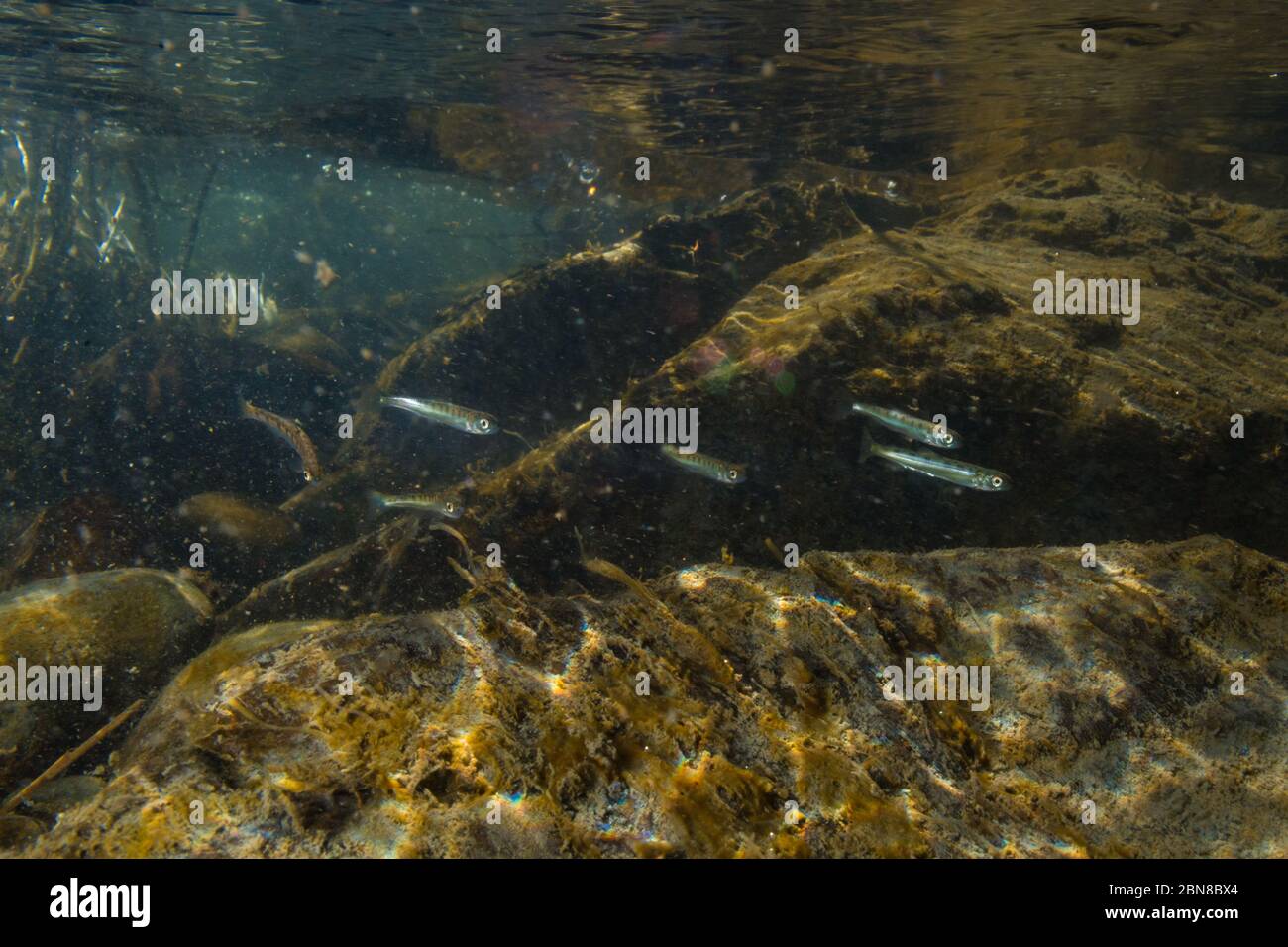 Frittura di salmone rosa che migrano verso l'oceano nel fiume Cowichan. Foto Stock