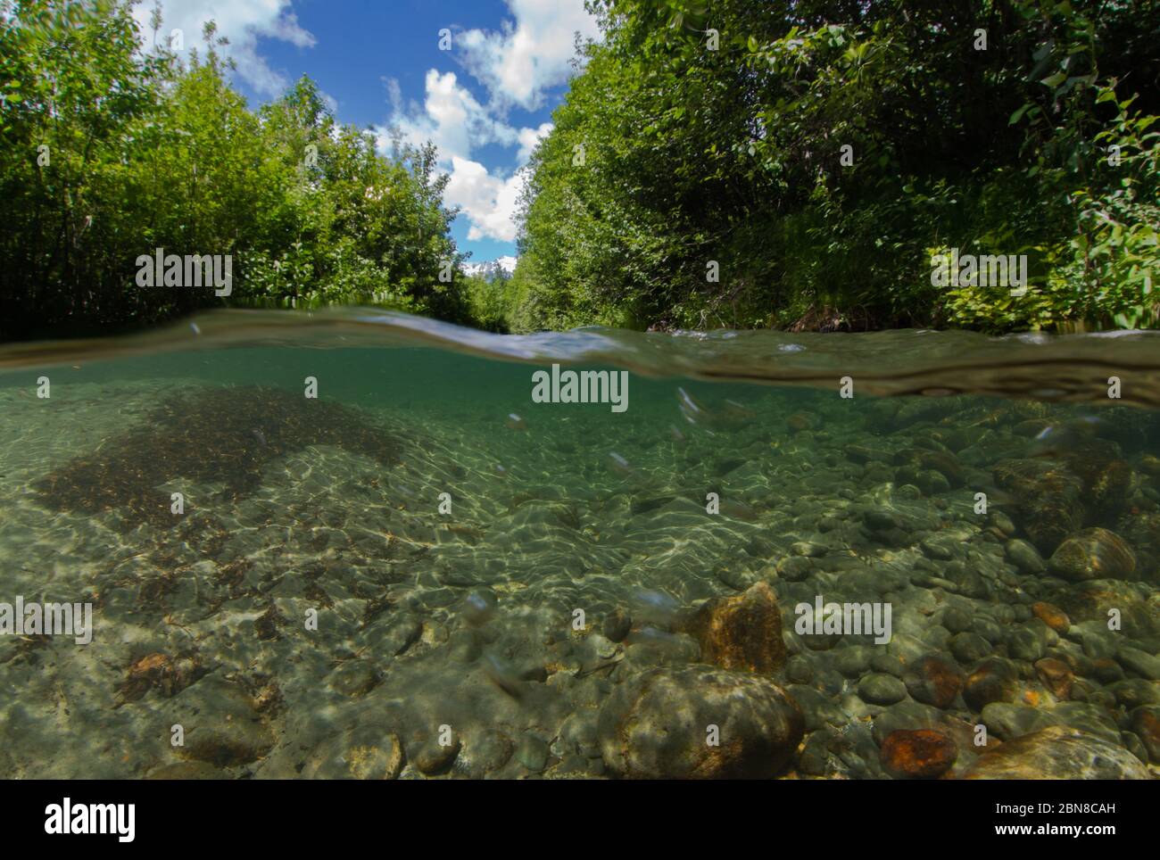 Scissione di un torrente alpino in una giornata di sole nella Columbia Britannica del Sud, Canada. Foto Stock