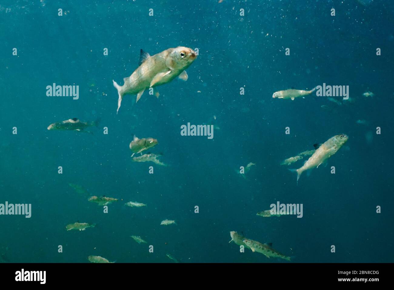 Scuola di Whitefish nelle acque fredde di un lago di montagna nella Columbia Britannica, Canada. Foto Stock