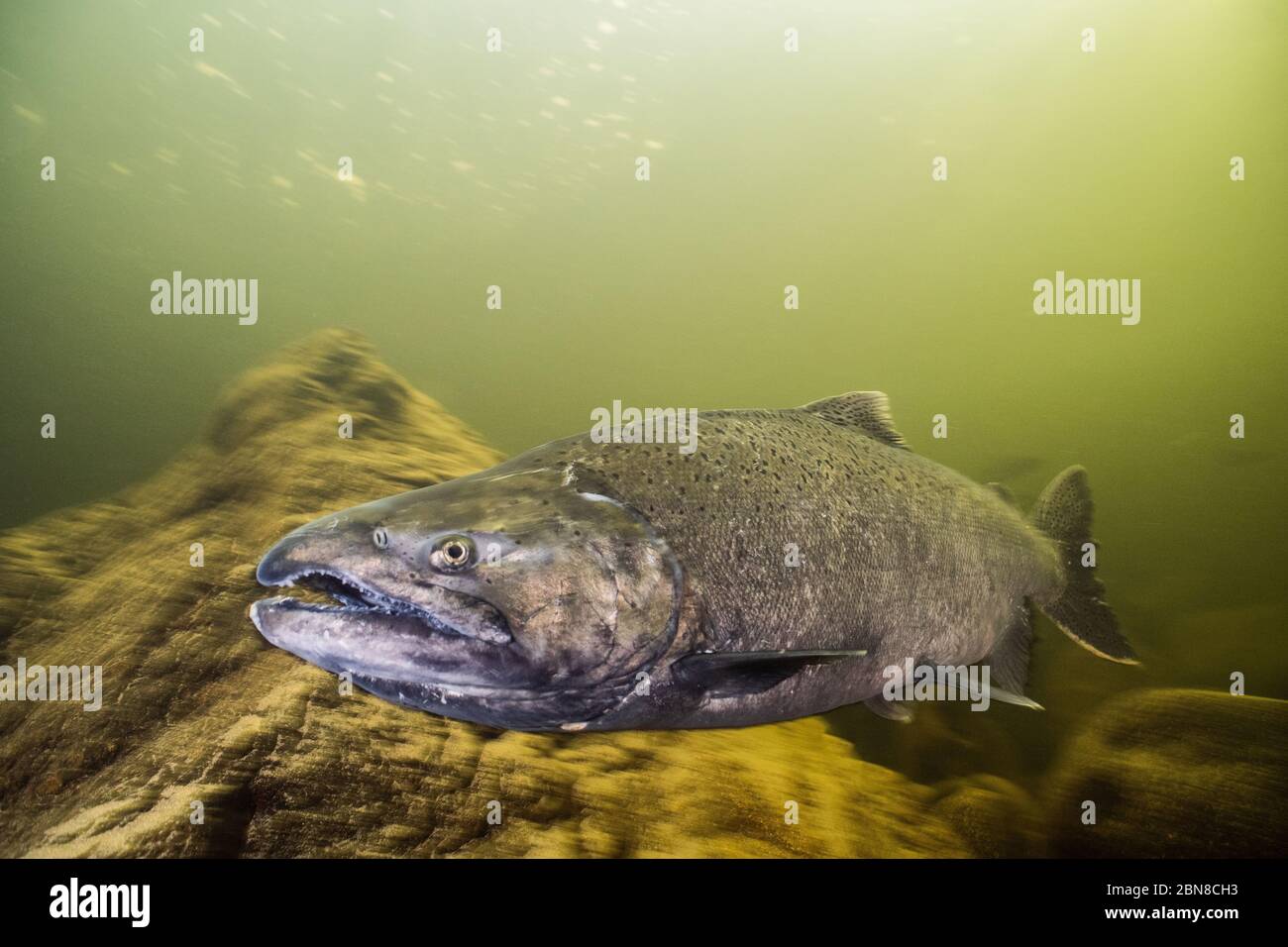Un salmone Chinook maschio adulto nelle acque del fiume Seymour Nord Vancouver, Canada. Foto Stock